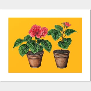 Begonia Flowers Posters and Art